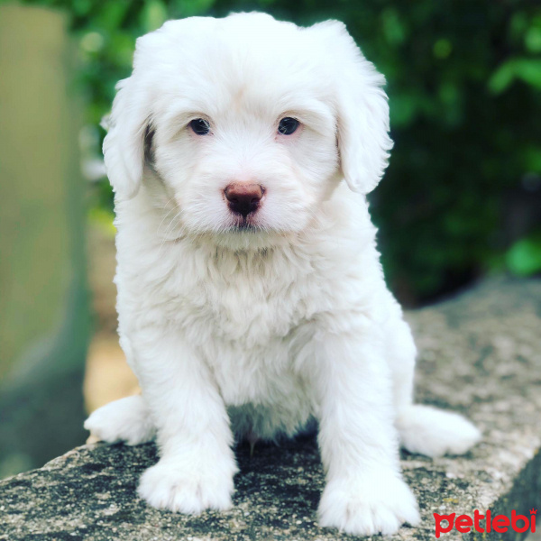 Maltese, Köpek  Maltese terrier yavrularım fotoğrafı