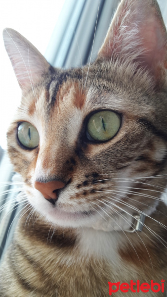 Tekir Kedi, Kedi  Şanslı fotoğrafı