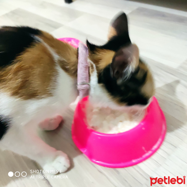 Tekir Kedi, Kedi  BAL fotoğrafı