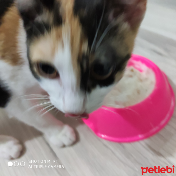 Tekir Kedi, Kedi  BAL fotoğrafı