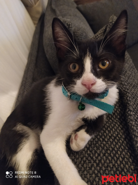 Tuxedo (Smokin) Kedi, Kedi  Neco fotoğrafı