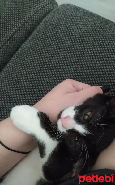 Tuxedo (Smokin) Kedi, Kedi  Neco fotoğrafı