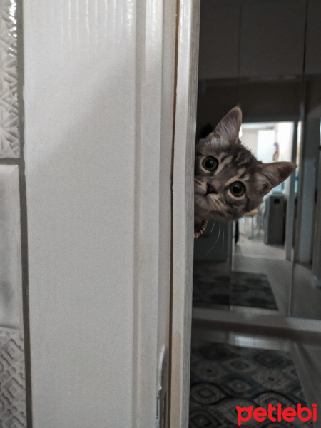 Tekir Kedi, Kedi  Lilith fotoğrafı