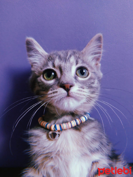 Tekir Kedi, Kedi  Lilith fotoğrafı