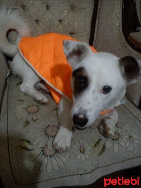 Sokö (Sokak Köpeği), Köpek  Jack-O-Lantern fotoğrafı