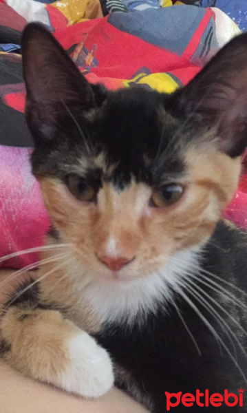 Tekir Kedi, Kedi  Şılıntı fotoğrafı