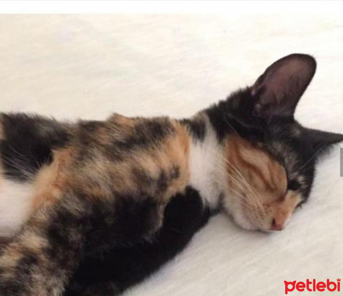 Tekir Kedi, Kedi  Şılıntı fotoğrafı