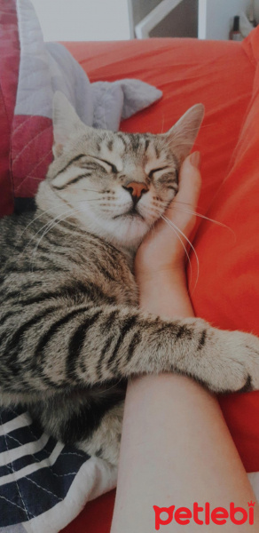 Tekir Kedi, Kedi  Miki fotoğrafı