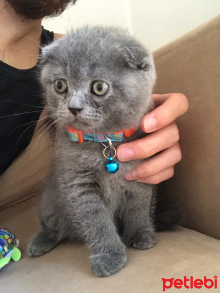 Scottish Fold, Kedi  pilav fotoğrafı