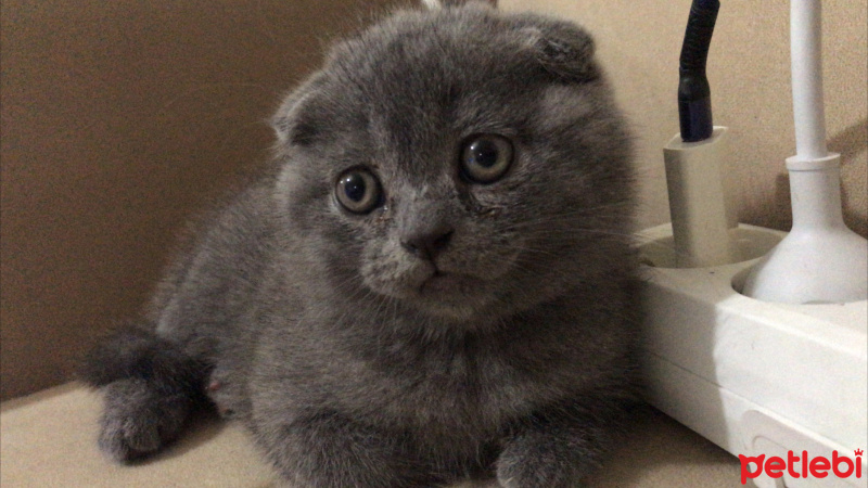 Scottish Fold, Kedi  pilav fotoğrafı