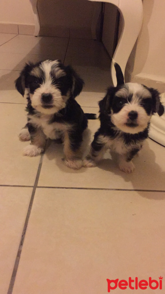 Maltese, Köpek  Minik patiler fotoğrafı