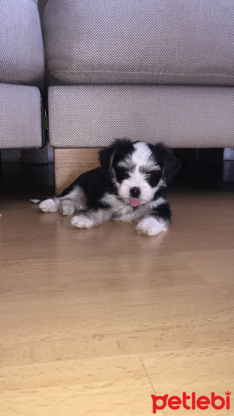 Maltese, Köpek  Minik patiler fotoğrafı