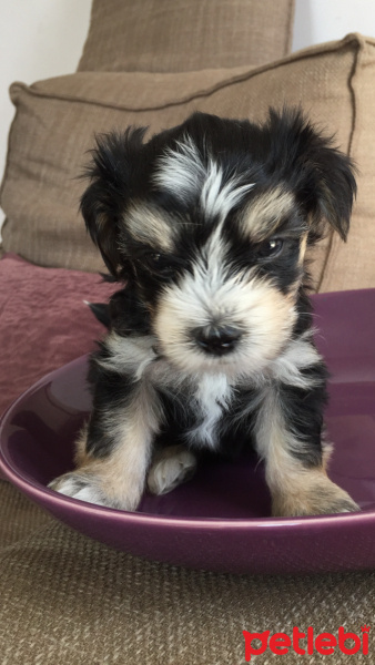 Maltese, Köpek  Minik patiler fotoğrafı