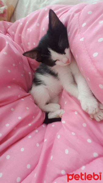 Tuxedo (Smokin) Kedi, Kedi  Floki fotoğrafı