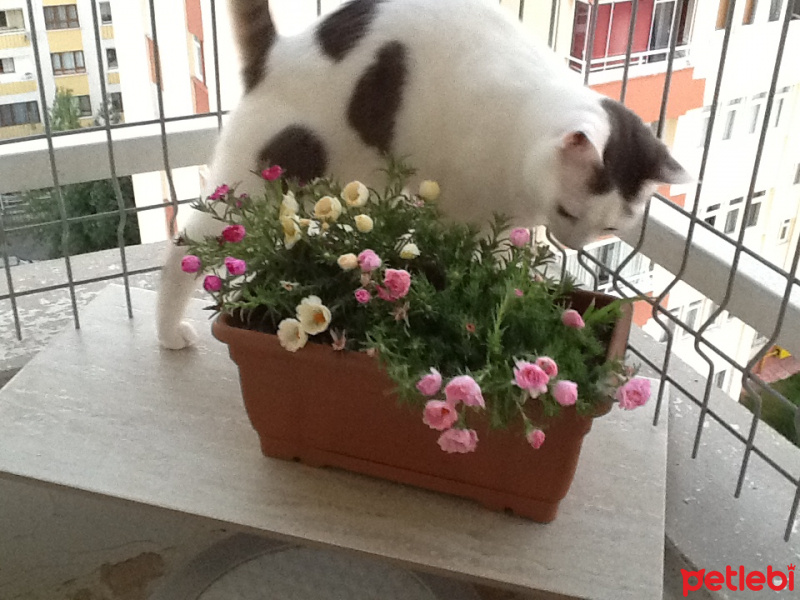 Tekir Kedi, Kedi  PİDE fotoğrafı
