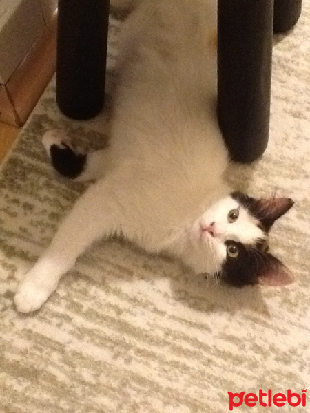 Tekir Kedi, Kedi  ŞANS fotoğrafı