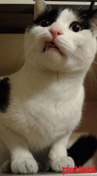 Tuxedo (Smokin) Kedi, Kedi  BIDIK fotoğrafı