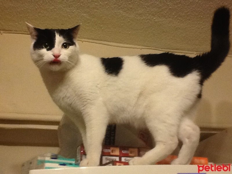Tuxedo (Smokin) Kedi, Kedi  BIDIK fotoğrafı
