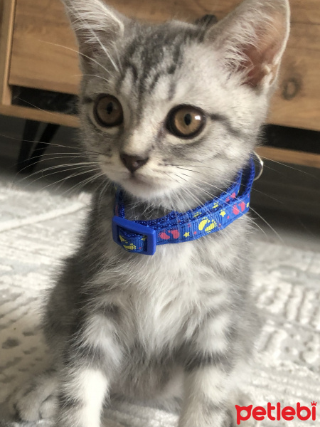 British Shorthair, Kedi  Pati fotoğrafı