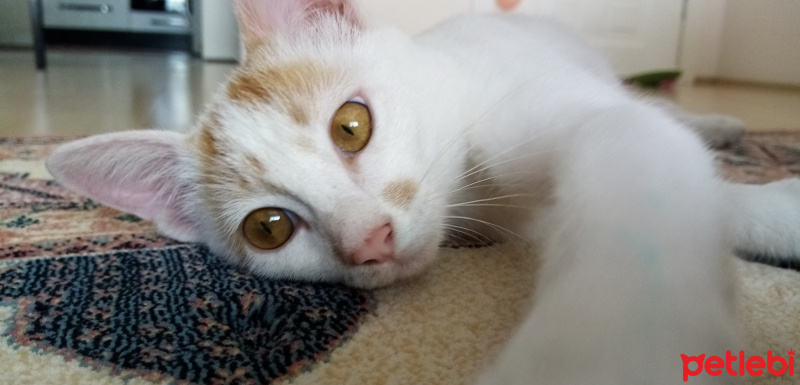 Tekir Kedi, Kedi  Alex fotoğrafı