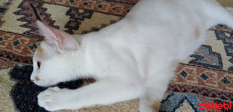 Tekir Kedi, Kedi  Alex fotoğrafı