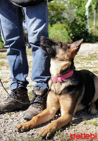 Alman Çoban Köpeği, Köpek  SAFKAN 9 AYLİK ALMAN KURDU 'GOFRET' fotoğrafı