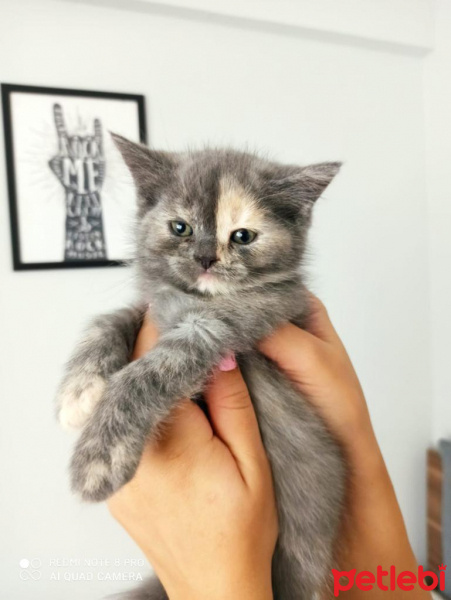 British Shorthair, Kedi  Luna fotoğrafı