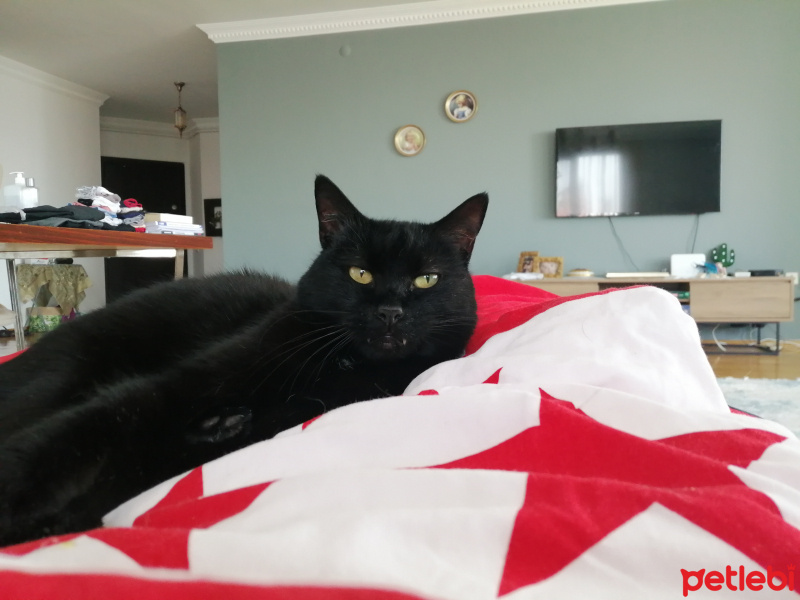 Tekir Kedi, Kedi  . fotoğrafı