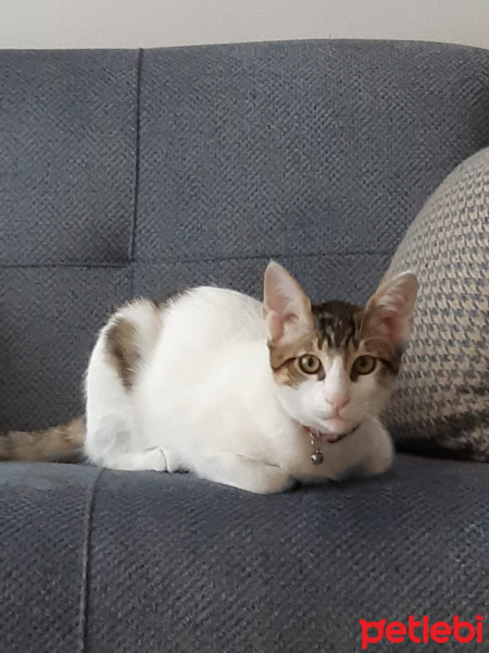 Tekir Kedi, Kedi  Kaptan fotoğrafı