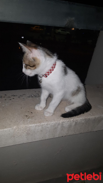 Tekir Kedi, Kedi  Kaptan fotoğrafı