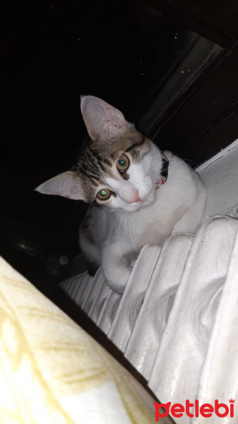 Tekir Kedi, Kedi  Kaptan fotoğrafı