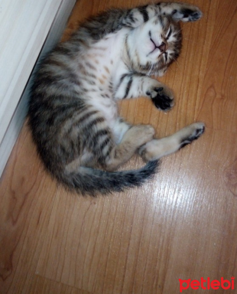 Tekir Kedi, Kedi  minnoş fotoğrafı