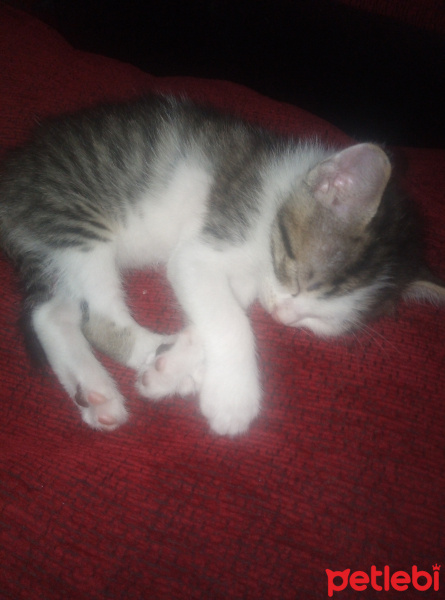 Tekir Kedi, Kedi  minnoş fotoğrafı
