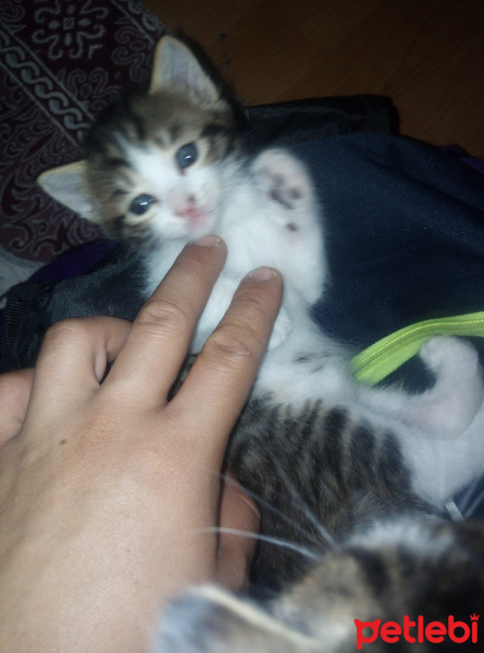 Tekir Kedi, Kedi  minnoş fotoğrafı