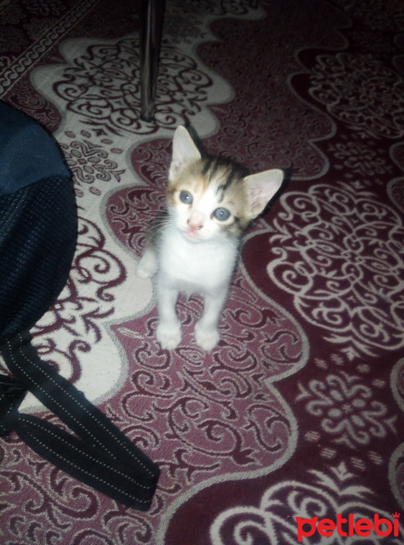Tekir Kedi, Kedi  minnoş fotoğrafı