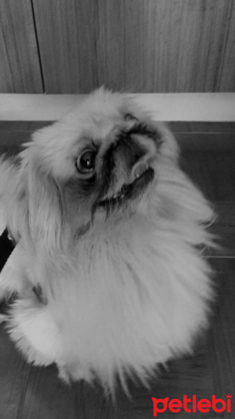 Pekingese, Köpek  Chivas fotoğrafı