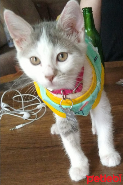 Tekir Kedi, Kedi  Lisa fotoğrafı