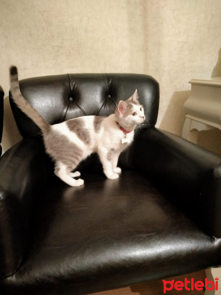 Tekir Kedi, Kedi  Lisa fotoğrafı