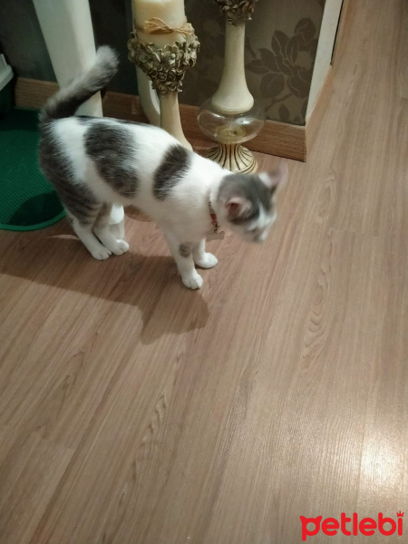 Tekir Kedi, Kedi  Lisa fotoğrafı