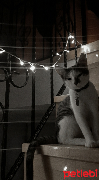 Tekir Kedi, Kedi  Memati fotoğrafı