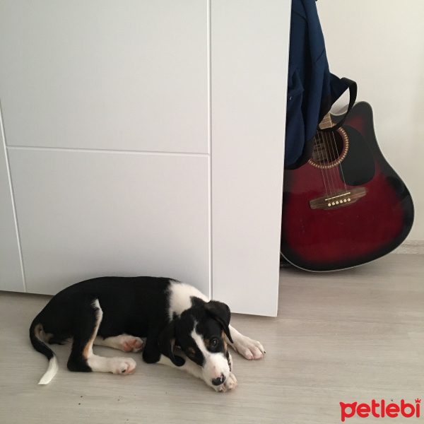 Sokö (Sokak Köpeği), Köpek  Palto fotoğrafı