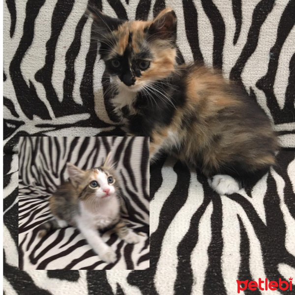 Soke, Kedi  yok fotoğrafı