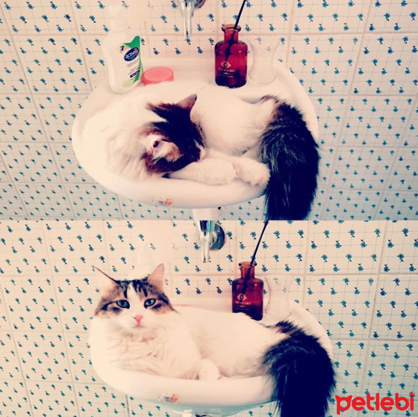 İran Kedisi (Persian), Kedi  Adapamuk fotoğrafı