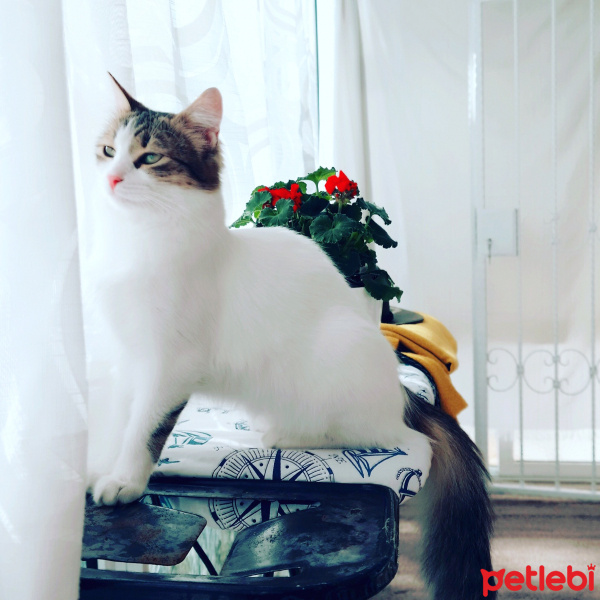İran Kedisi (Persian), Kedi  Adapamuk fotoğrafı
