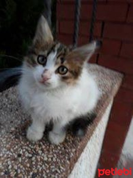 İran Kedisi (Persian), Kedi  Adapamuk fotoğrafı