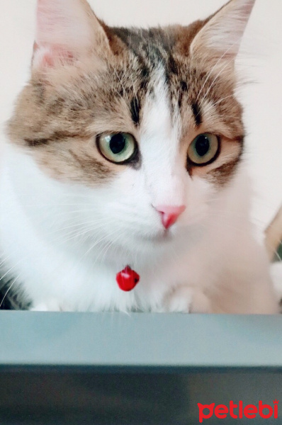 İran Kedisi (Persian), Kedi  Adapamuk fotoğrafı