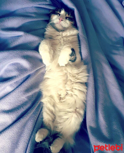 İran Kedisi (Persian), Kedi  Adapamuk fotoğrafı