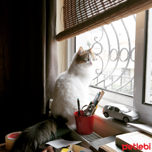 İran Kedisi (Persian), Kedi  Adapamuk fotoğrafı