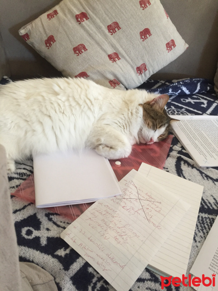 İran Kedisi (Persian), Kedi  Adapamuk fotoğrafı