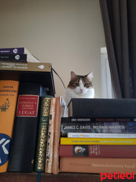 İran Kedisi (Persian), Kedi  Adapamuk fotoğrafı